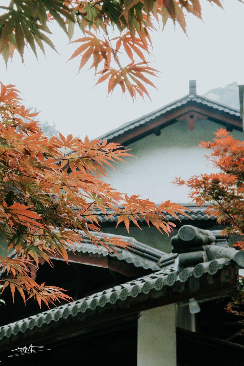 植物大战僵尸20